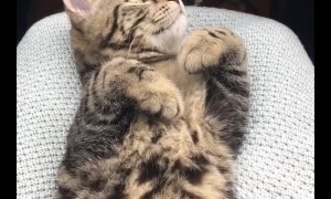 Bozie Loves Bath Time