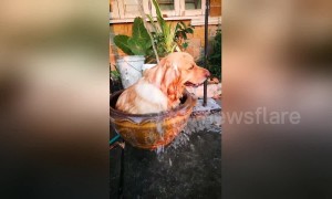 Golden retriever cools off inside clay basin in Thailand