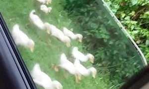 Dozens and Dozens of Adorable Ducks