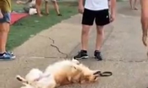 Super relaxed dog sprawls out at the park