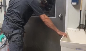 Playing Peek-A-Boo with a Cow