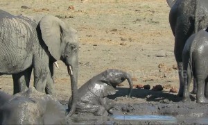 Clumsy baby elephant needs help from big sister to escape mud