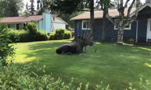 Moose Stays Hydrated During Heatwave