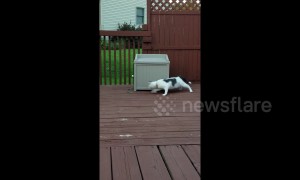Confused cat circles bin while chasing leash in Michigan garden