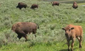 Kitty Stares Down Bison