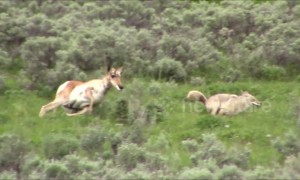 Brave pronghorn mother chases off coyote in Yellowstone National Park