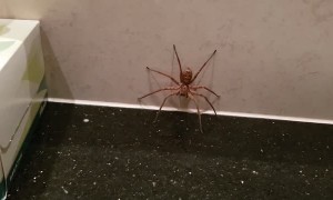 Spider vs Cockroach Battle in the Bathroom