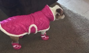 Dog Rocks Latest Canine Fashions