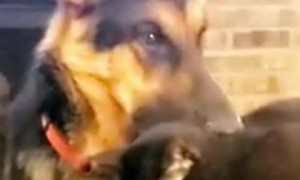 German Shepherd obsessed with smelling the cat