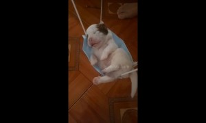 Insomniac newborn puppy falls asleep in makeshift tiny hammock