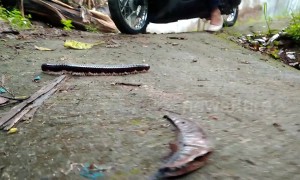 Indonesian motorcyclist fails maneuvering past HUGE millipede and crashes