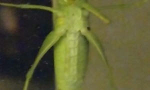 Big Bug with Bad Manners