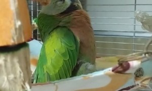 Parrot Nearly "Falls" Asleep