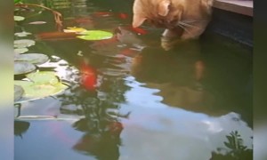 Kitty Gets Curious About Fish