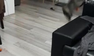 Cat Plays Catch