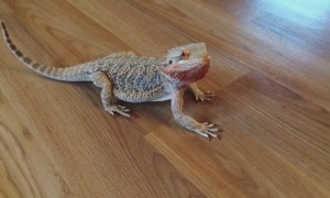 Bearded Dragon does hilarious happy dance for blueberries