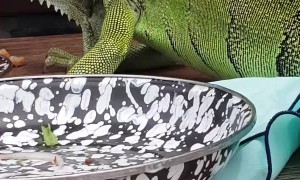 Lizard Licks Plate Clean