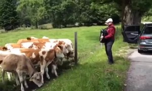 Herd of grazing cows rush to listen to accordion player