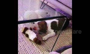 This puppy is baffled by glass separating him from his favourite toy