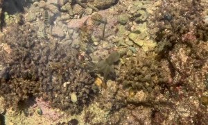 Octopus Shows off with Flashy Display