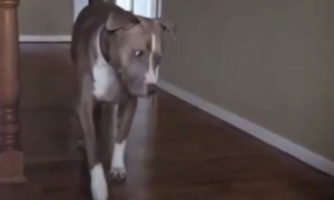 Pit Bull carefully tiptoes past cat