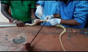 Indian vets battle to save cobra pierced with spear by terrified villager