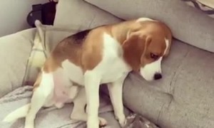 Beagle puppy does not like being told it’s bedtime!