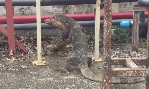 Huge monitor lizards 'hug' intensely next to canal in territorial dispute