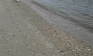 Seagull Saved From Fishing Line