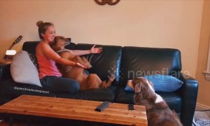 US dog learns how to trust fall with his owners
