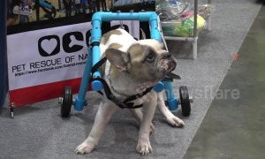 Heartwarming moment disabled dogs try out canine wheelchairs