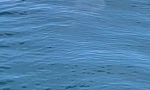Shark Spotted on Still Seas