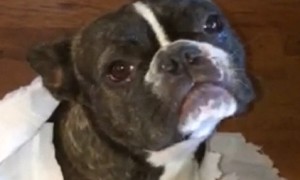 French Bulldog gets outed his best friend after being confronted