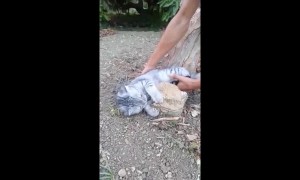 Hilarious compilation of cat refusing to go home