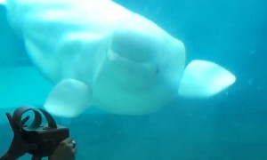 Baby beluga whale amazingly dances to the music