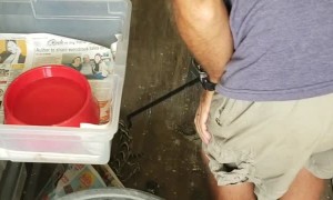 Close Call with a Puff Adder