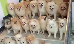 Smart Dog Pack Sitting Together