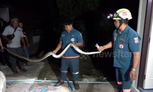 Python caught hiding in bathroom of Thai family home