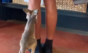 Hungry Roo Wants Her Morning Milk