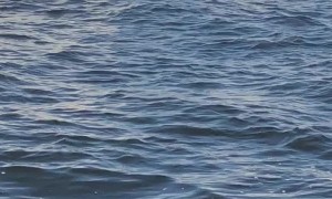 Whale Breaches Right by Boat