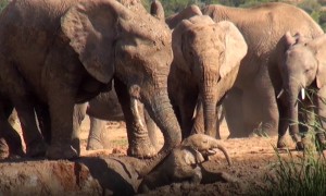 Baby elephant screams for help, family comes to the rescue