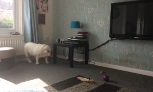Dog uses table to scratch itch but ends up making a mess