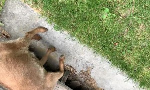 Unlike Goats, Kittens Show No Fear