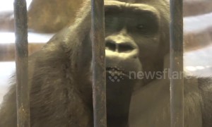 'Depressed' gorilla mopes around filthy zoo in Thai shopping mall