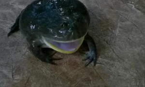 Grumpy Frog Makes Strange Sound