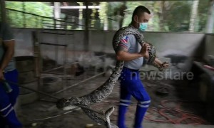 Giant python caught after swallowing Thai farmer chickens