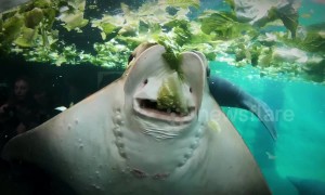 This stingray eating lettuce is oddly satisfying to watch