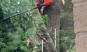 Lucky Lady Avoids Tree Cutting Chaos