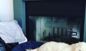 Dog and toddler adorably share bed together