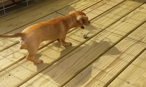 Puppy Plays with New Flappy Friend